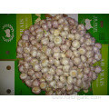 Best Quality Jinxiang Normal White Garlic 2019
